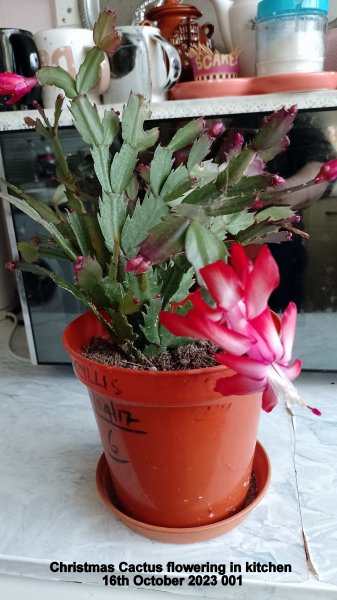 Christmas Cactus flowering in kitchen 16th October 2023 001.jpg