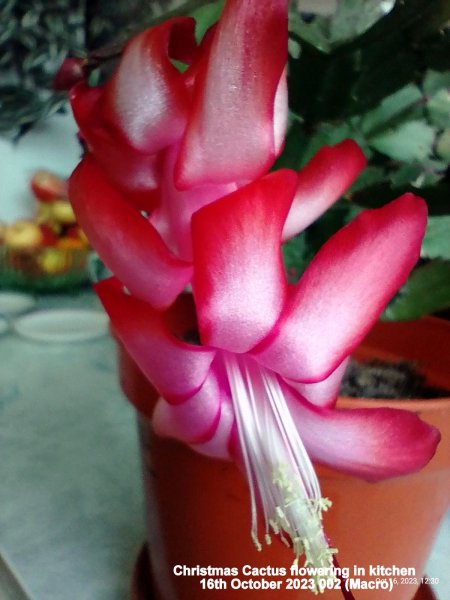 Christmas Cactus flowering in kitchen 16th October 2023 002 (Macro).jpg