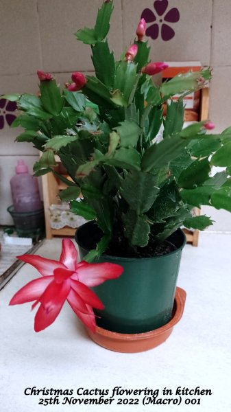 Christmas Cactus flowering in kitchen 25th November 2022 (Macro) 001.jpeg