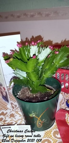 Christmas Cactus Gift on living room table 22nd December 2021 001.jpg