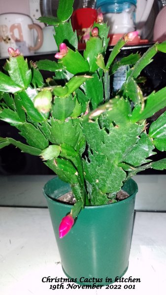 Christmas Cactus in kitchen 19th November 2022 001.jpg