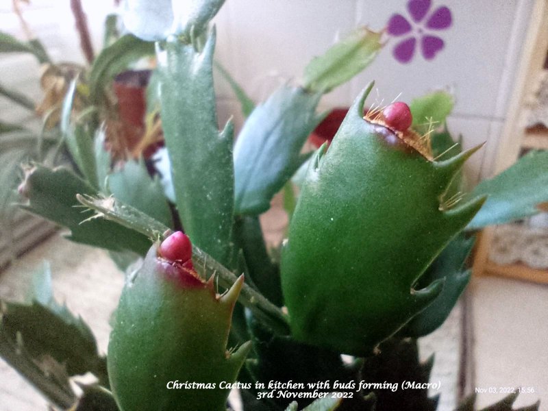 Christmas Cactus in kitchen with buds forming (Macro) 3rd November 2022.jpg