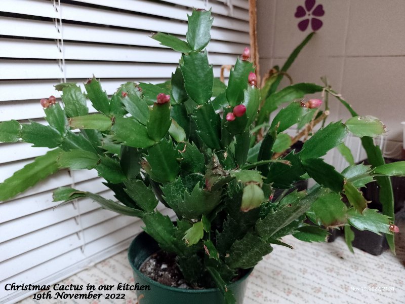 Christmas Cactus in our kitchen 19th November 2022.jpg