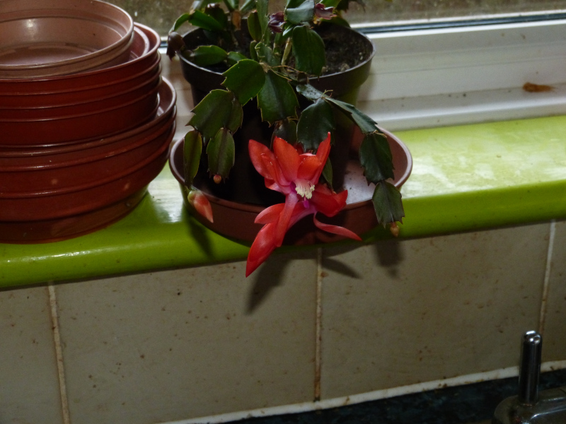 Christmas cactus..JPG