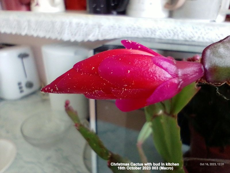 Christmas Cactus with bud in kitchen 16th October 2023 003.jpg