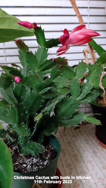 Christmas Cactus with buds in kitchen 11th February 2023.jpg