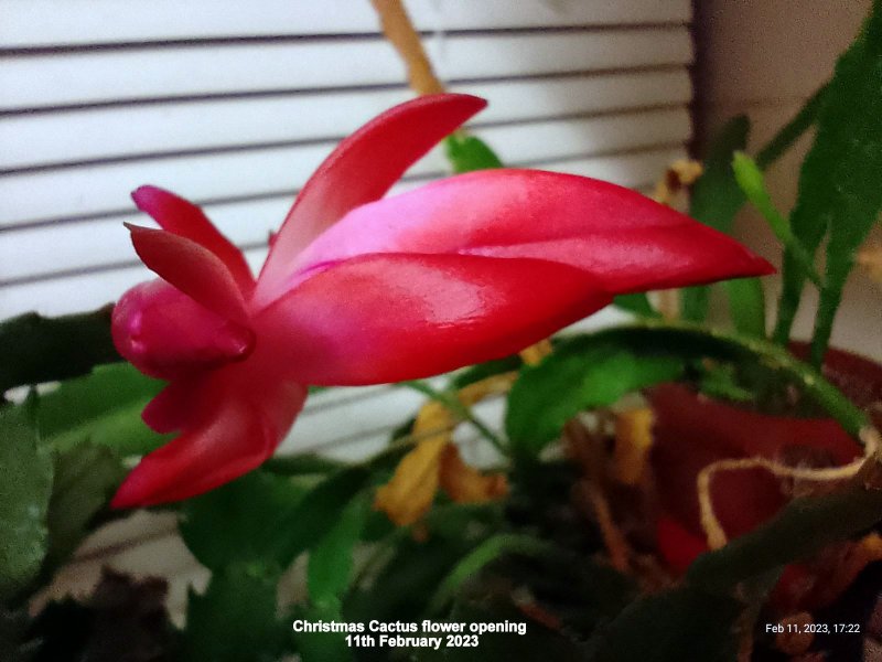 Christmas Cactus with flower opening 11th February 2023.jpg