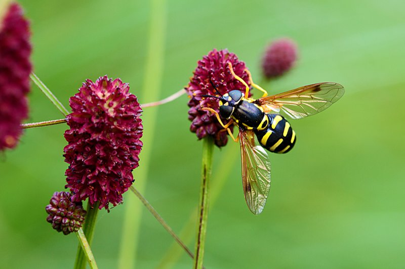 Chrysotoxum-cautum.jpg