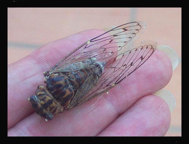 Cicada (2).jpg