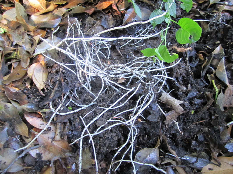 CIRCAEA  LUTETIANA 17-07-2010 16-11-12.JPG