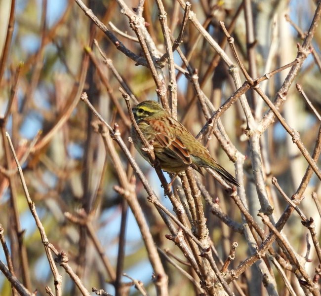 Cirl Bunting - Reap Lane (3).JPG