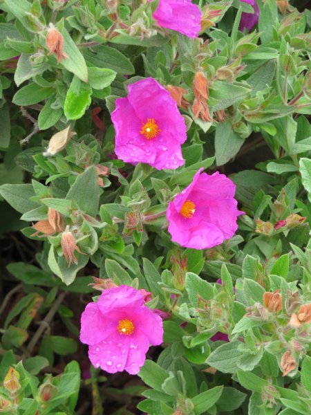 Cistus 'Sunset'.JPG