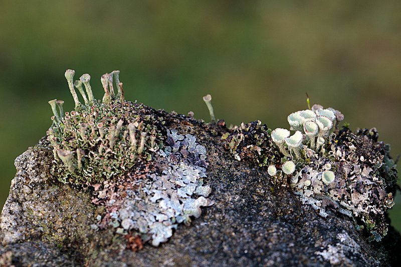 Cladonia-lichen-4.jpg