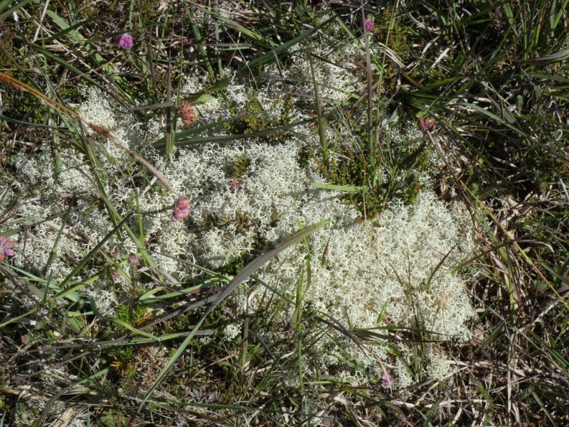 Cladonia sp (reindeer lichen)  03 - small.jpg