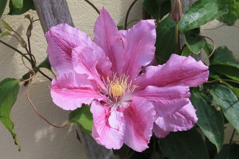 Clematis (1).JPG