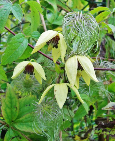 Clematis chiisanensis.jpg