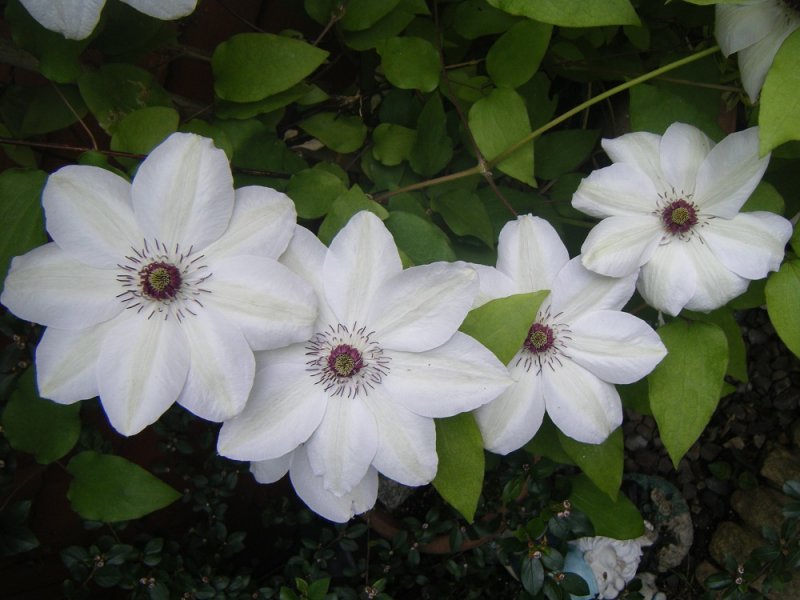 clematis.JPG