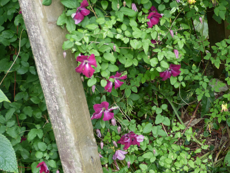 Clematis Kermesina.JPG