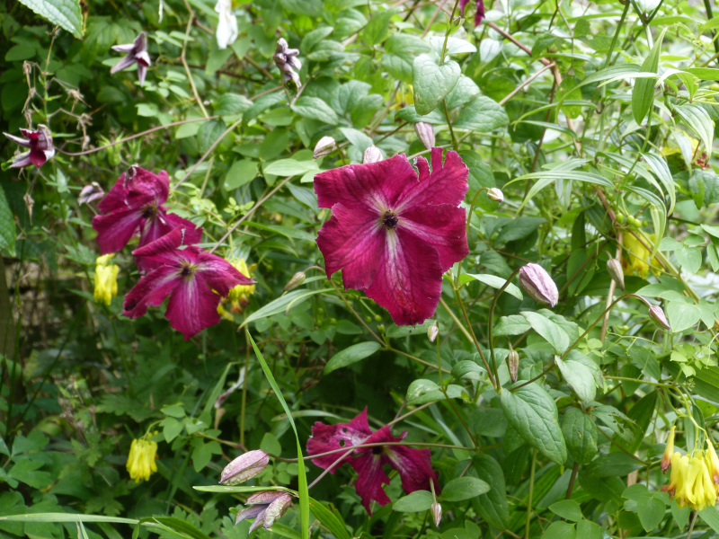 Clematis Kermesina.JPG