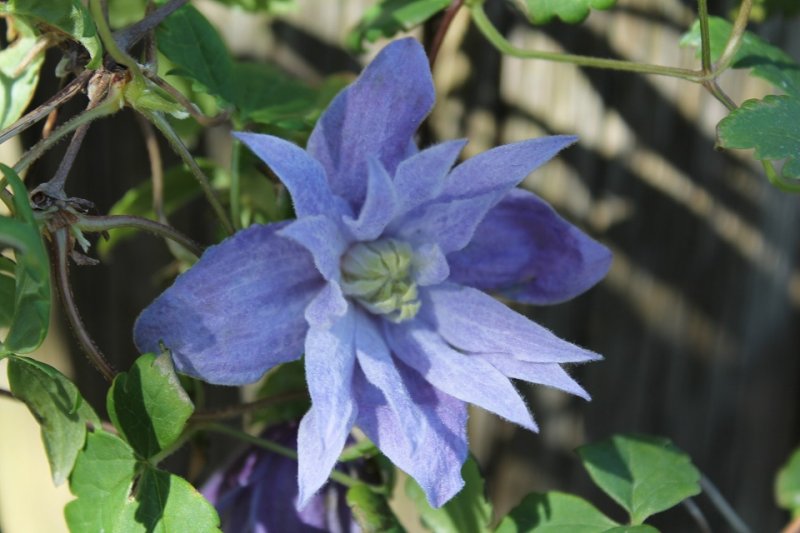 Clematis Macropetala 'Wesselton' (1).JPG