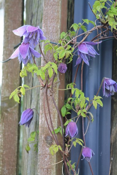 Clematis Macropetala \'Wesselton\' (1).JPG