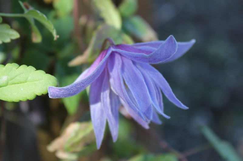 Clematis Macropetala 'Wesselton' (2).JPG