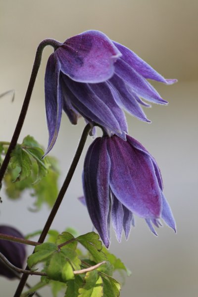 Clematis Macropetala 'Wesselton' (2).JPG