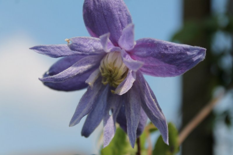 Clematis Macropetala \'Wesselton\' (3).JPG