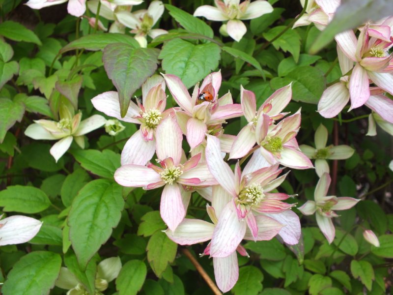 clematis montana marjorie.jpg