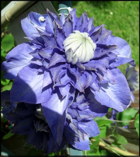 Clematis Multi Blue.jpg