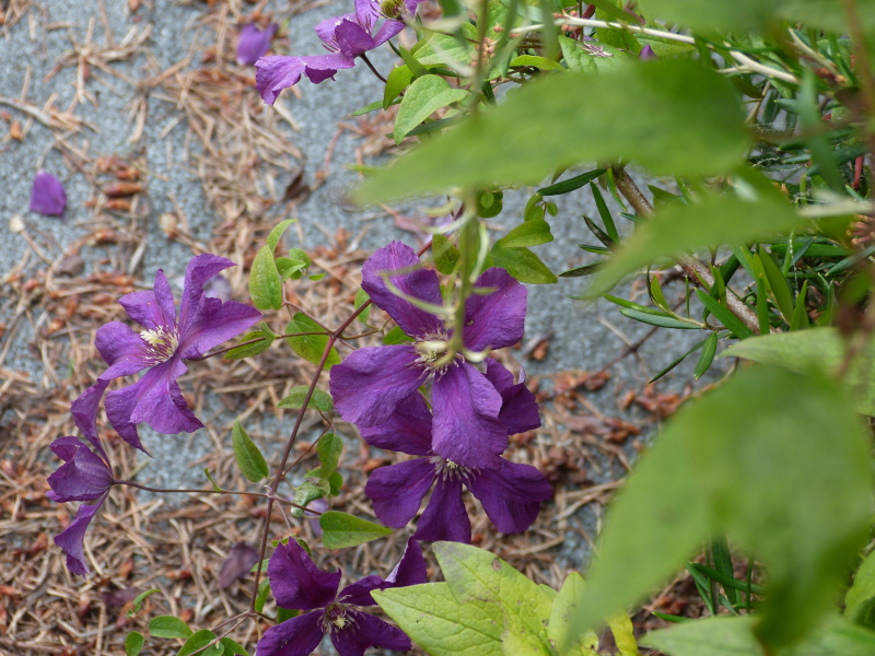 Clematis Polish Spirit.JPG