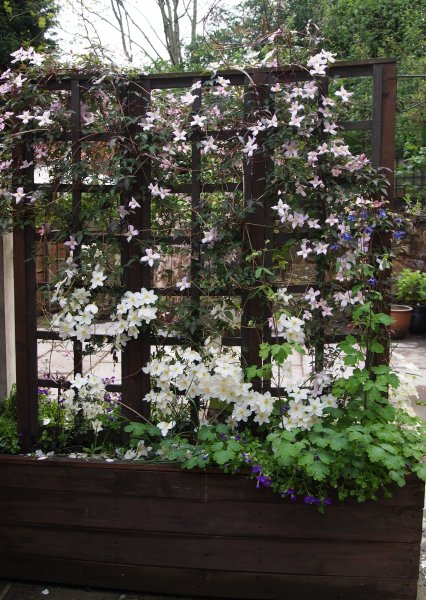 clematis rain beaten.jpg