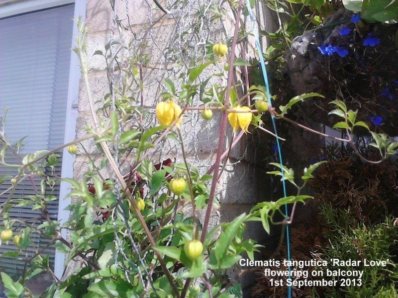 Clematis tangutica 'Radar Love' flowering on balcony 01-09-2013.jpg