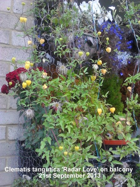 Clematis tangutica 'Radar Love' on balcony 21-09-2013.jpg