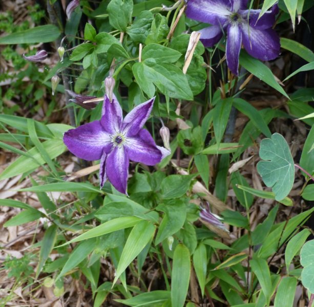 Clematis unknown.JPG