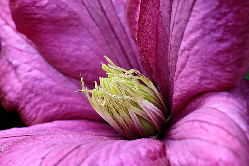 Clematis-Ville-de-Lyon-crop.jpg