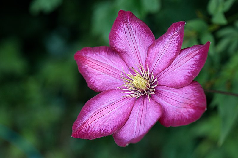 Clematis-Ville-de-Lyon.jpg