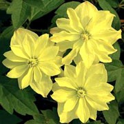 Clematis___morning_yellow.jpg