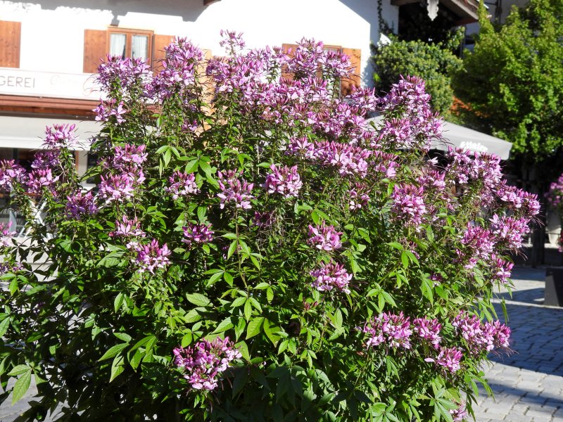 Cleome - Mittenwald.JPG