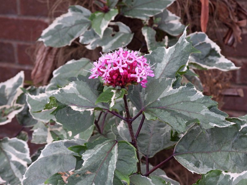 Clerodendrum.JPG