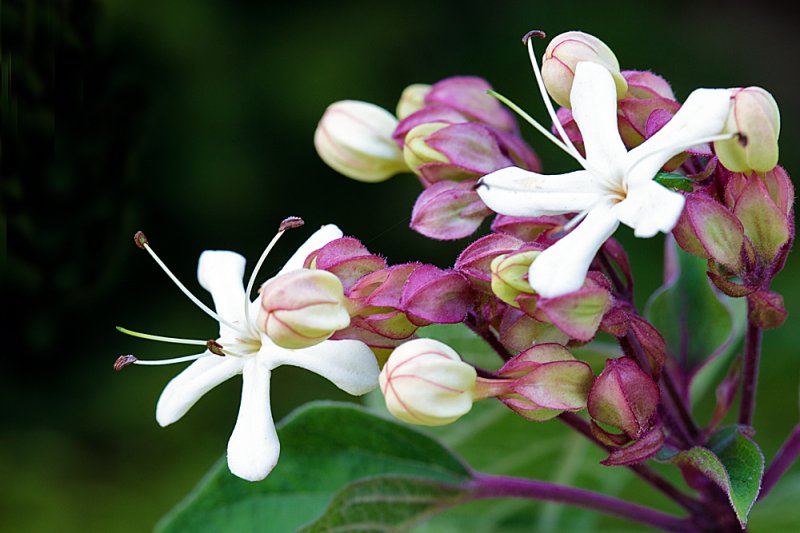 Clerodendrum-trichotomum-unblown.jpg