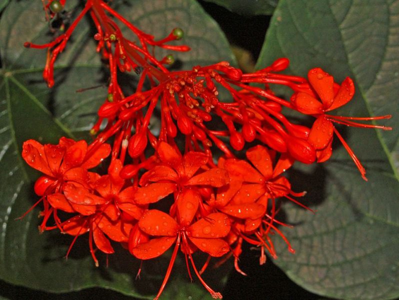 Clerodendrum_speciosissimum.JPG