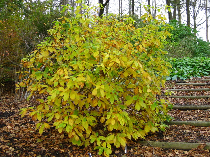 CLETHRA  ALNIFOLIA 04-11-2008 12-55-57.JPG