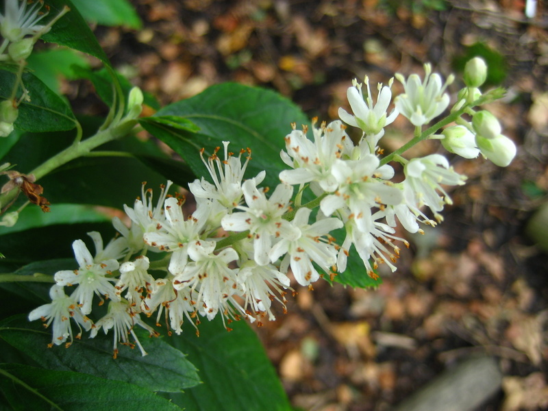 CLETHRA  ALNIFOLIA 12-09-2008 12-33-27.JPG