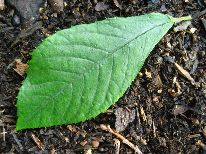 CLETHRA  ALNIFOLIA 12-09-2008 12-37-53.JPG