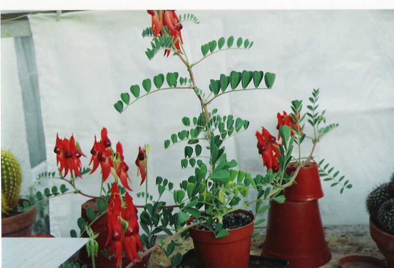 Clianthus 92.jpg