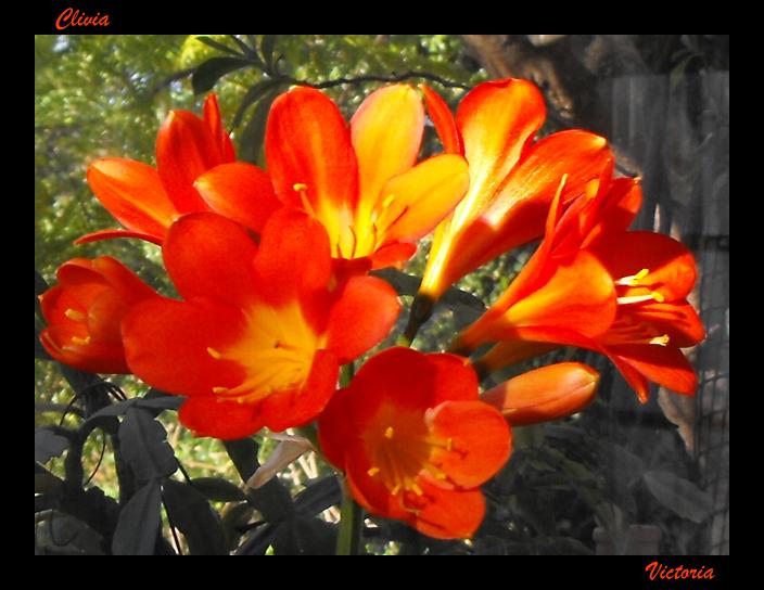 Clivia 21 Mar 2012.JPG