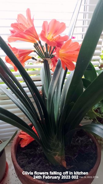 Clivia flowers falling off in kitchen 24th February 2023 002.jpg