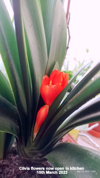 Clivia flowers now open15th March 2023.jpg