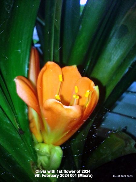 Clivia with 1st flower of 2024 9th February 2024 00 (Macro).jpg